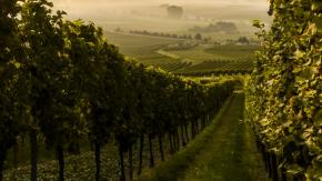 Explore our Burgundy Direct Imports!